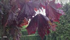 Артём Симонов  -   ПОВТОРИТЬ УЖЕ ПОЗДНО - Videoclip.bg