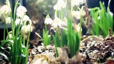 Само за теб ~ Вълшебството на живота ~ Just For You - Videoclip.bg