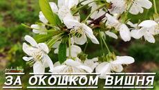 Ярослав Сумишевский - За окошком вишня - Videoclip.bg