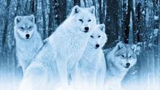 Надбягвам се с вълци ~♛ Running With Wolves - Videoclip.bg