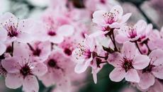 youji - blossom (Like HNNY, offrami, HM Surf) | Lo-fi/Chill - Videoclip.bg