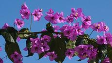 ✿ Bougainvillea - красиво тропическо цвете ✿ - Videoclip.bg