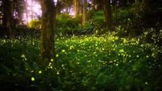 Synchronizing Fireflies - Синхронизиране на светулки - Videoclip.bg