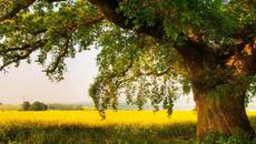 Моцарт Mozart - Ji Young jo Zaida Aria ¸.•*´¨♛ - Videoclip.bg