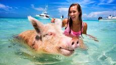 Летни приключения оставящи следи ¸.•*´¨♛ (Pig Island 2021) lirik Sign ¸.•*´¨♛ Deamn - Videoclip.bg