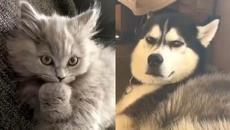 These Cute And Funny Animals Will Make Your Day Positive - Cutest Animal Videos 2021 - Videoclip.bg