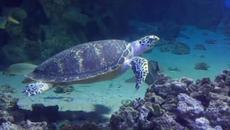 Удивительная Безмятежная МУЗЫКА Э. Туниянца и Уникальная Жизнь Подводного Мира! - Videoclip.bg