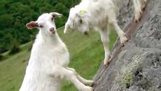 Вълкът и седемте козлета А♛2 - Videoclip.bg