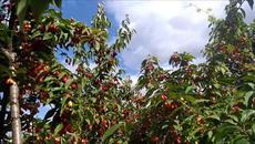 С 1 Сентября! ДОБРОЙ ОСЕНИ ВСЕМ - Videoclip.bg