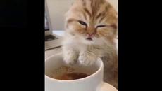 Ще умреш от смяяях :D Смешни компилации с животни - Videoclip.bg