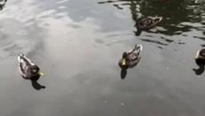 Патици в Борисовата Градина - Videoclip.bg