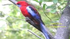 „Pajarillo barranqueño“ – hermanas Huerta - Videoclip.bg