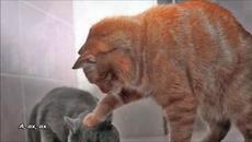 The Sweet - Funny Funny - С BG субтитри - Videoclip.bg