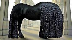 25 Most Beautiful Horses on Planet Earth - Videoclip.bg