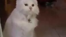 Котенце със заешки уши се забавлява - Videoclip.bg