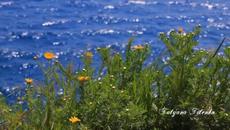 Белые лебеди, тихо качаются  Образ Небесной святой красоты! Муз. Сокол В. - Videoclip.bg