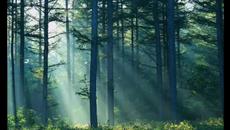 Есенна тишина в гората Έπεφτε βαθιά σιωπή - Γιάννης Πουλόπουλος - Videoclip.bg