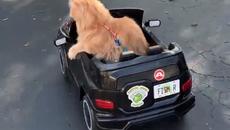 Котенце се вози в количка Video 3 ! - Videoclip.bg