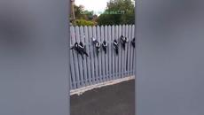 Животни, молещи хората за помощ! 30 Animals That Asked People for Help - Videoclip.bg