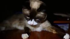 Фейсбук не работи .. странно защо не се зарежда - 4.10.2021 г.!!! Дори котките се ядосват - Videoclip.bg