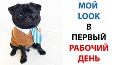 Мемы с собаками 2021  Смешные животные  Мопсы подборка #shorts - Videoclip.bg