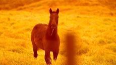 Afrika - Videoclip.bg