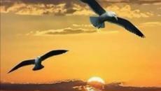 Фредерик Шопен - НОКТЮРН до-диез минор - Videoclip.bg