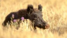 Не сте виждали толкова милички глиганчета - Videoclip.bg