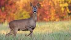 На лов за сръндак!!! Сърничка мила кой би стрелял по нея - Videoclip.bg