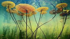 Невероятната красота на Земята! - Недокоснато от човека! Wonderful - Videoclip.bg