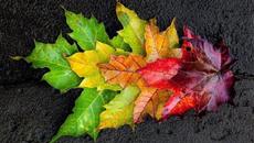 ОСЕННИЕ ФАНТАЗИИ И КРАСИВАЯ МУЗЫКА - Videoclip.bg