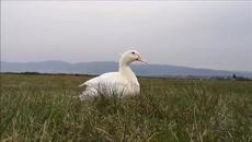 Duck's Spring, Day 10. Cloudy and cold. - Videoclip.bg