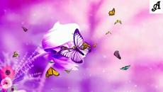 The butterflies dance - Videoclip.bg