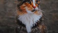 Котенце се радва на снега ! - Videoclip.bg