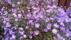 Я БУДУ ДОЛГО ГНАТЬ ВЕЛОСИПЕД - Videoclip.bg