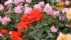 Красивый Французский ШАНСОН - Videoclip.bg