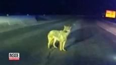 Shiloh Shepherd Leads Police to Her Owner’s Car Wreck - Videoclip.bg