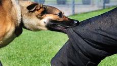 КАК ДА СЕ ЗАЩИТИМ ПРИ НАПАДЕНИЕ ОТ КУЧЕ - Videoclip.bg