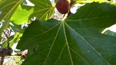 Смокинята - Мой приятел преди да бъде отрязана - Толкова много ще ми липсва - Videoclip.bg