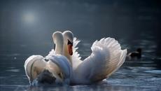 ЛЕБЕДИ В ЗИМНОТО МОРЕ - Videoclip.bg