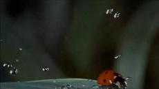 Creedence Clearwater Revival - Who'll Stop The Rain -BG субтитри - Videoclip.bg