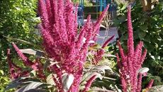 Юкари Ито - ЦВЕТОК ЛЮБВИ - Videoclip.bg