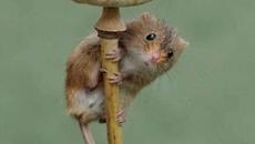 Малко лалугерче сладуранче хапва ябълка - Videoclip.bg