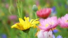 Честита първа пролет 2022 г. от mentos - Videoclip.bg