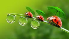 Какво е Норуз 2022 г. с Гугъл - Честита пролет,приятели !!! - Videoclip.bg