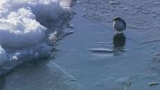 Анатолий Кулагин   -   ВЕСЕННЯЯ КАПЕЛЬ - Videoclip.bg