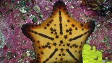 500-Year-Old Aztec ‘Starfish Altar’ Unearthed in Mexico City - Videoclip.bg