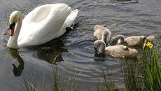 Пролетта - Бял Лебед - Videoclip.bg