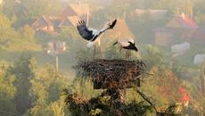 Моята България В Капчица слънце - Videoclip.bg