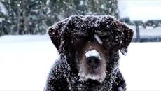 Алина Даренская и Анастасия Колчевская  -  Белым Снегом... - Videoclip.bg